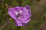 San Antonio false foxglove